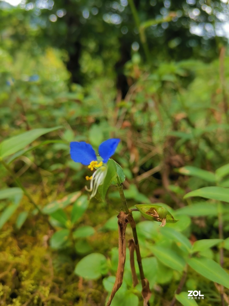 谁说世上没有兰色的花