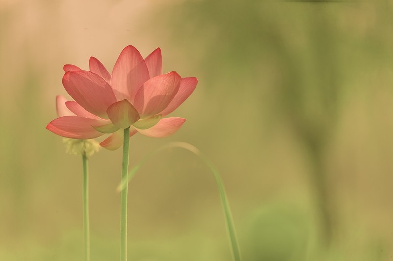 《如何拍好荷花》  避免光影效果（脏乱差）避免画意荷花（弄虚作假）