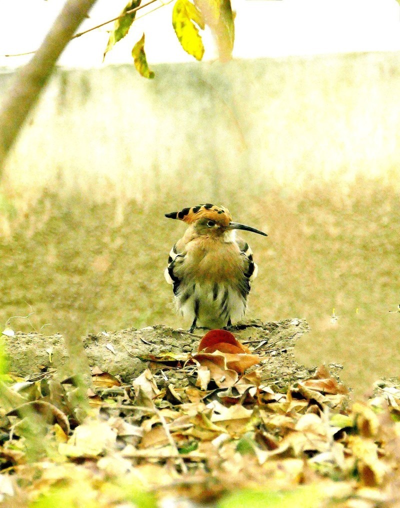 戴胜鸟  环境好了小区的鸟也多起来了