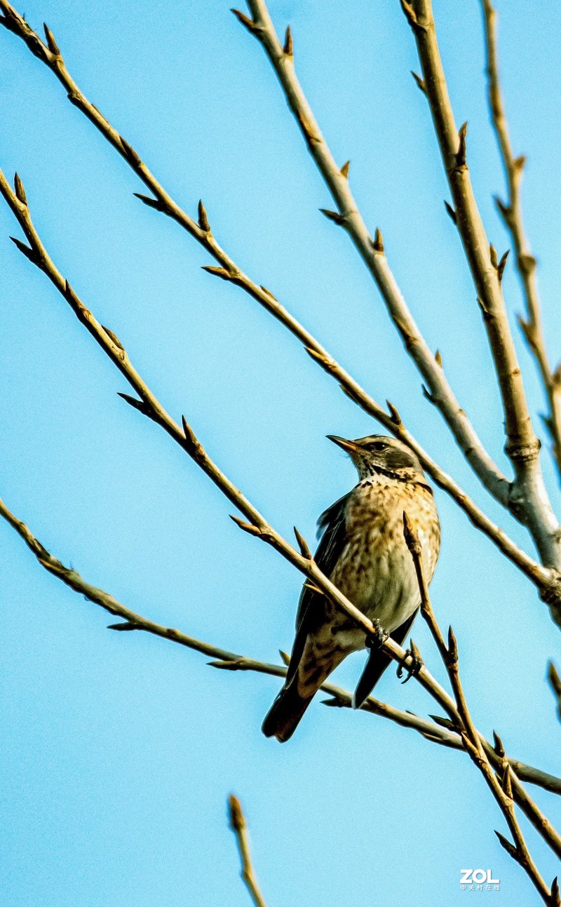 朋友试镜 打鸟拍月