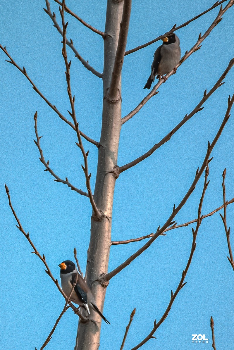 朋友试镜 打鸟拍月
