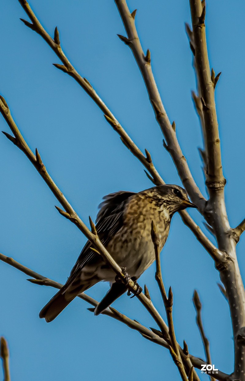 朋友试镜 打鸟拍月
