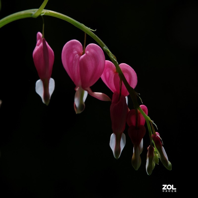 景山公园~~~郁金香（黑背）