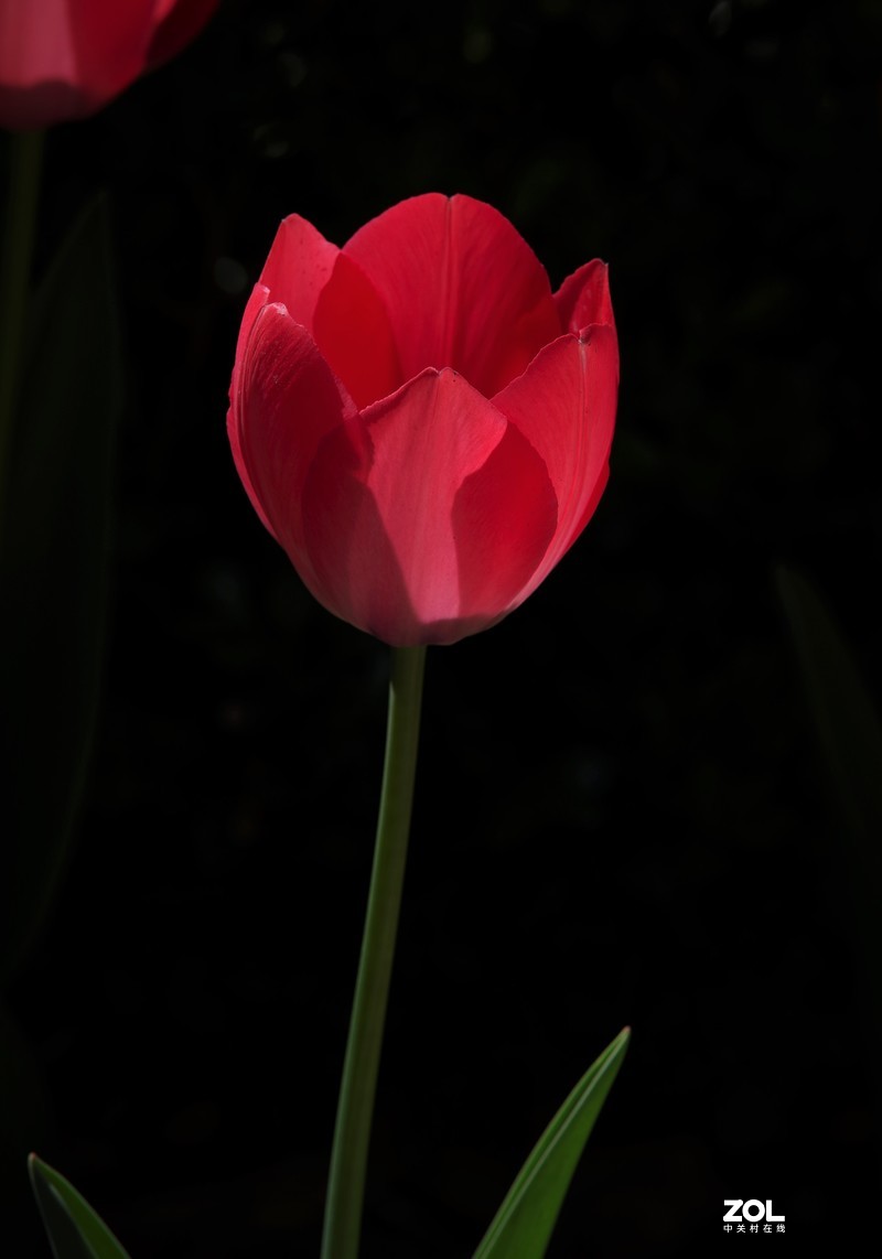 景山公园~~~郁金香（黑背）