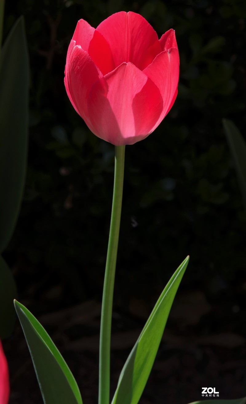 景山公园~~~郁金香（黑背）
