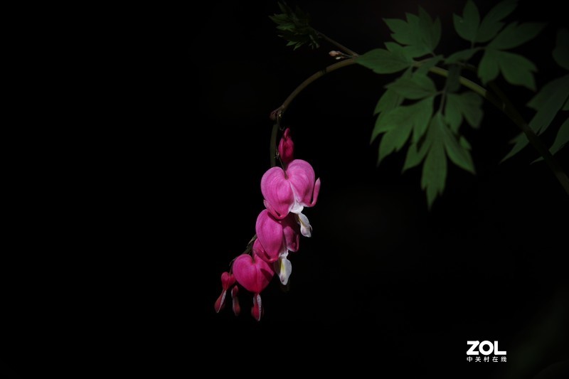 景山公园~~~郁金香（黑背）