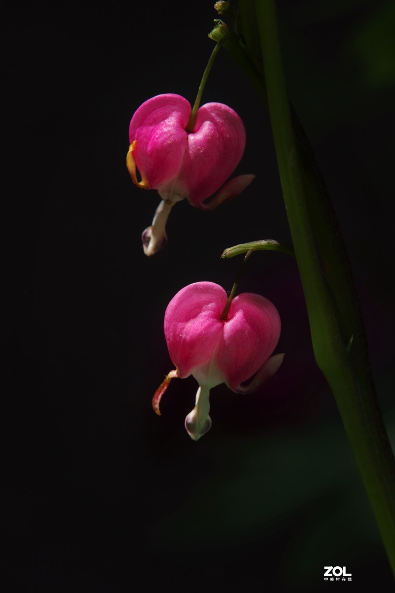 景山公园~~~郁金香（黑背）