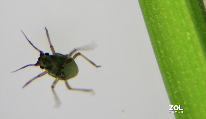 5DII