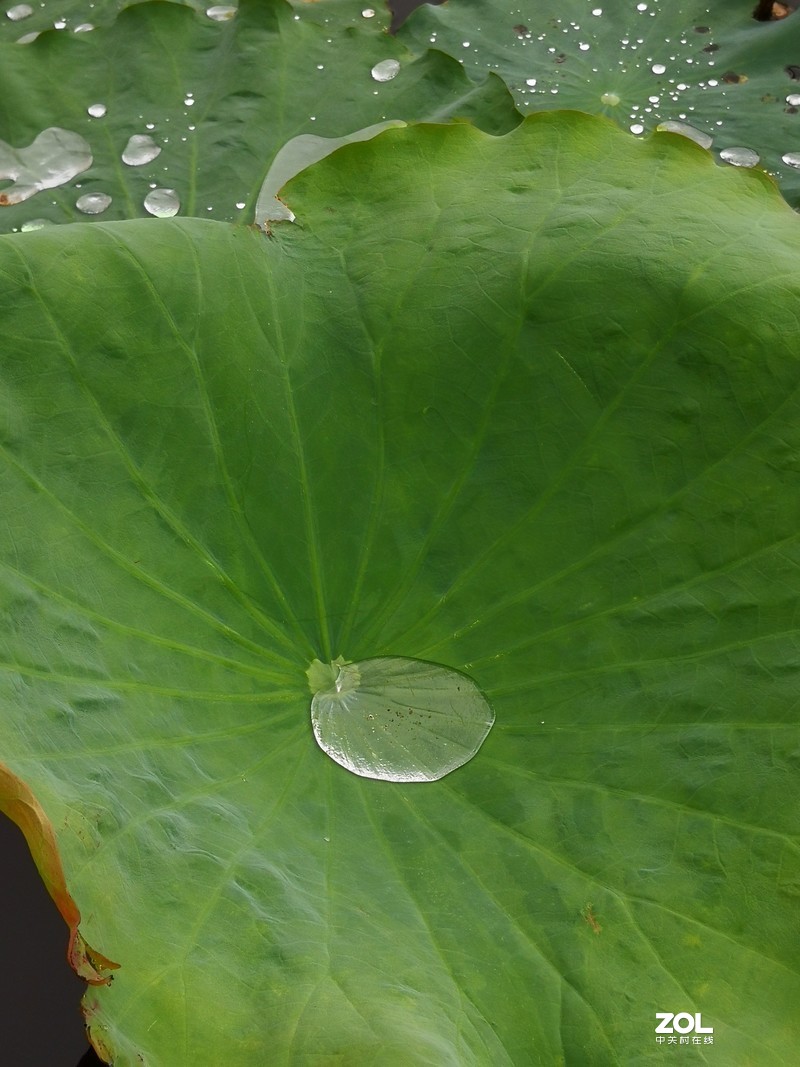 花卉（1370）