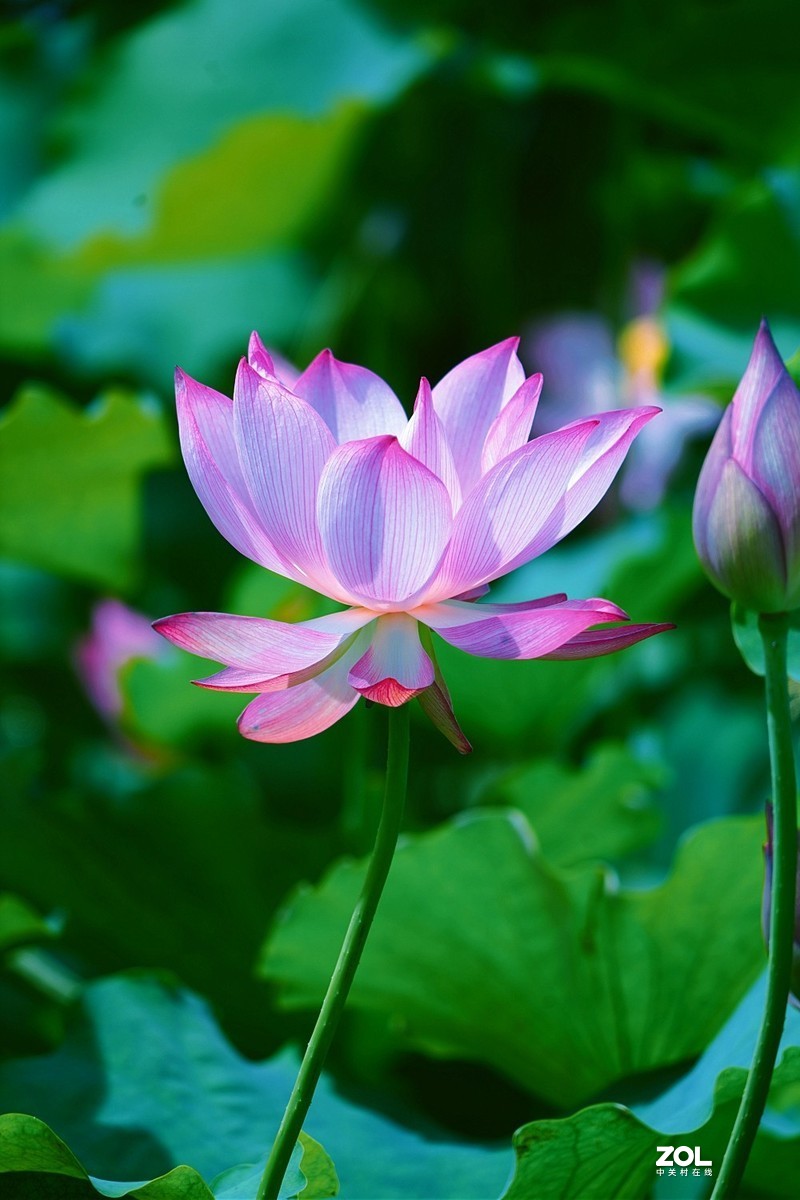 索尼a7c阳光下拍荷花