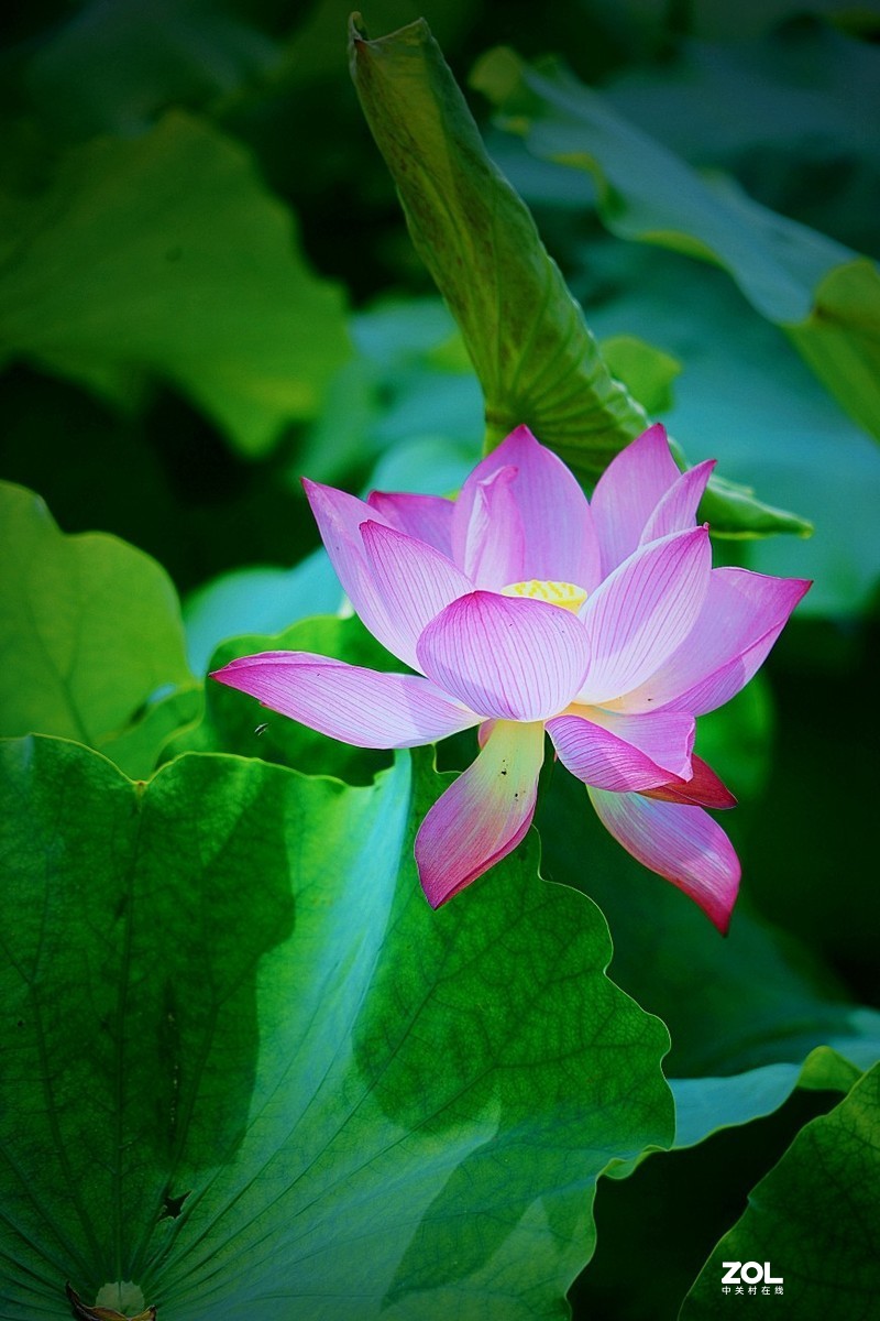 索尼a7c阳光下拍荷花