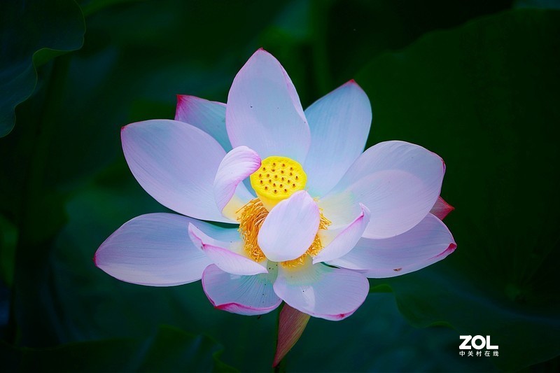 索尼a7c阳光下拍荷花