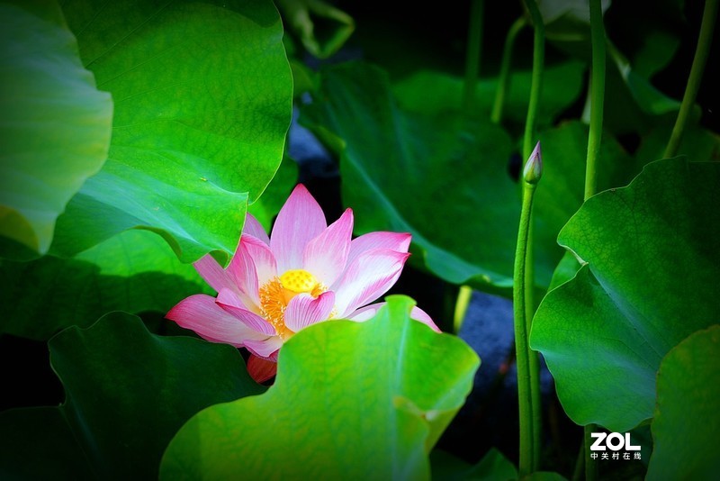 索尼a7c阳光下拍荷花