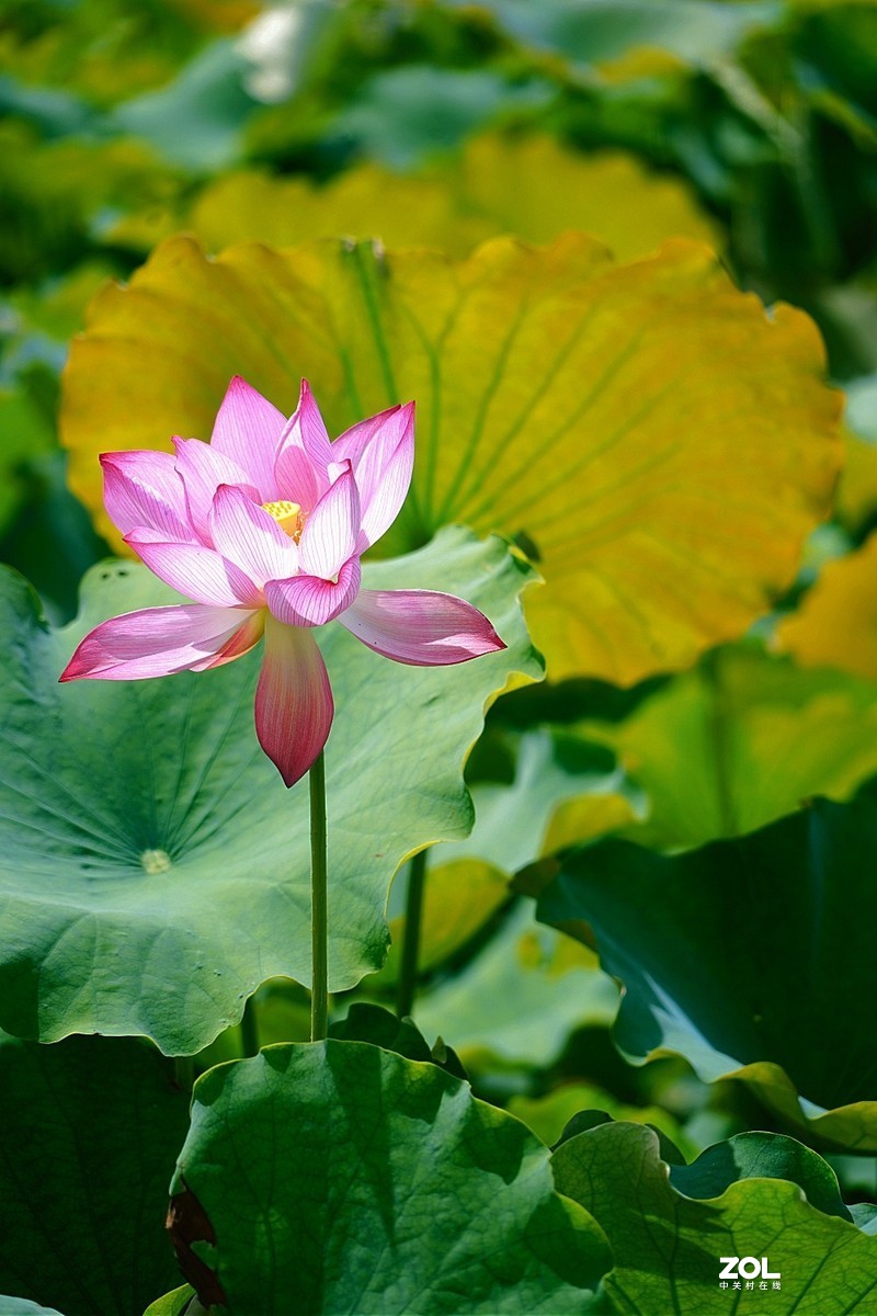 索尼a7c阳光下拍荷花