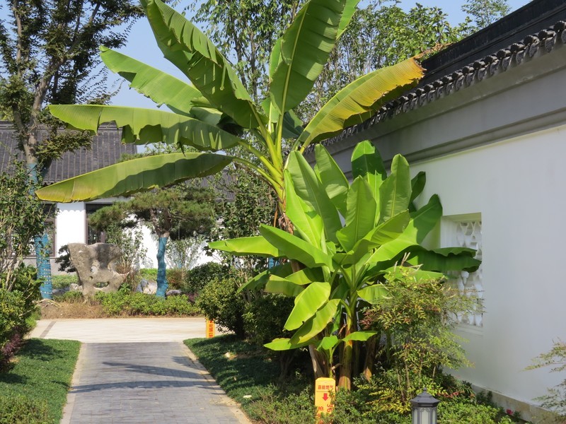 佳能SX50HS试机照（二）