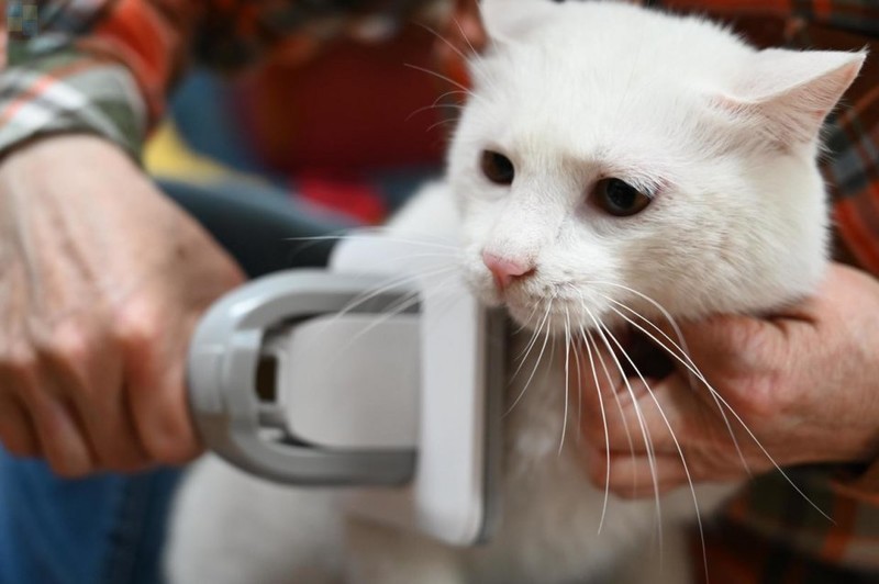 轻松搞定宠物掉毛问题，用毛妈妈宠物多功能理毛器，帮猫狗理出美造型