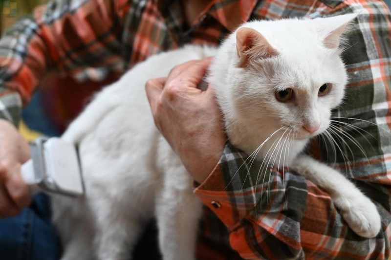 轻松搞定宠物掉毛问题，用毛妈妈宠物多功能理毛器，帮猫狗理出美造型