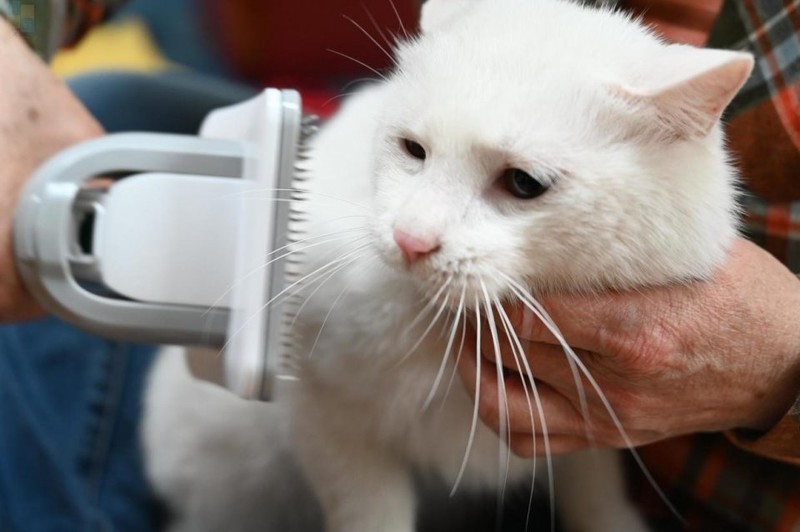 轻松搞定宠物掉毛问题，用毛妈妈宠物多功能理毛器，帮猫狗理出美造型