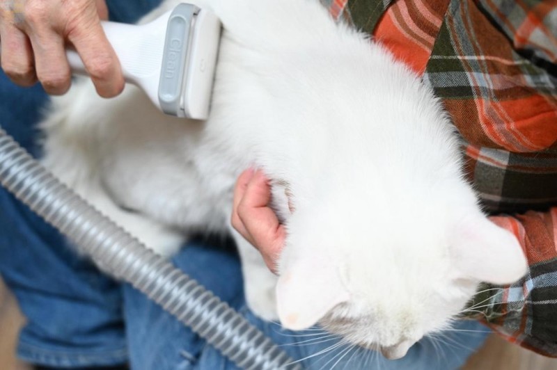 轻松搞定宠物掉毛问题，用毛妈妈宠物多功能理毛器，帮猫狗理出美造型