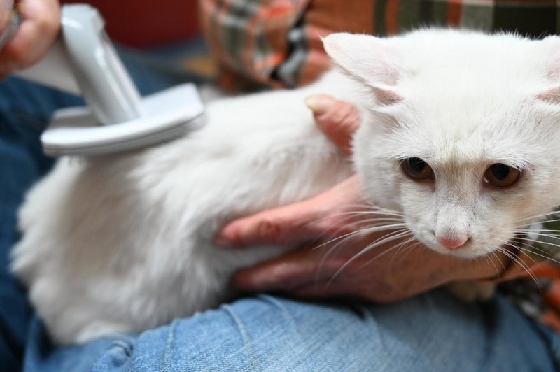 轻松搞定宠物掉毛问题，用毛妈妈宠物多功能理毛器，帮猫狗理出美造型