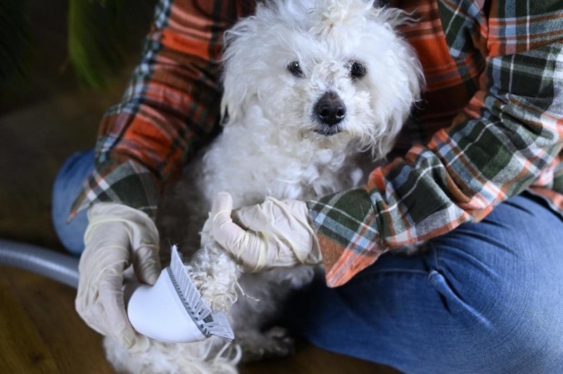 轻松搞定宠物掉毛问题，用毛妈妈宠物多功能理毛器，帮猫狗理出美造型