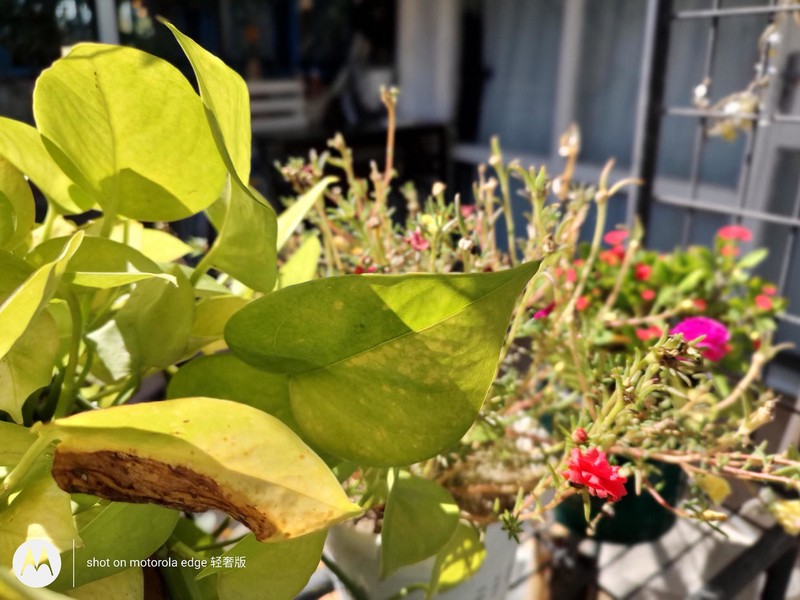 上手机圈“马龙”，六边形战士摩托罗拉edge轻奢版，有多能打？