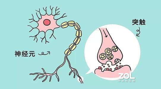 孕期小知识：胎儿大脑的发育阶段