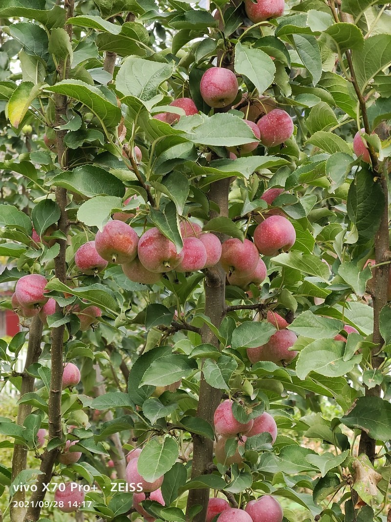 新机拍照一组照片看一下效果。