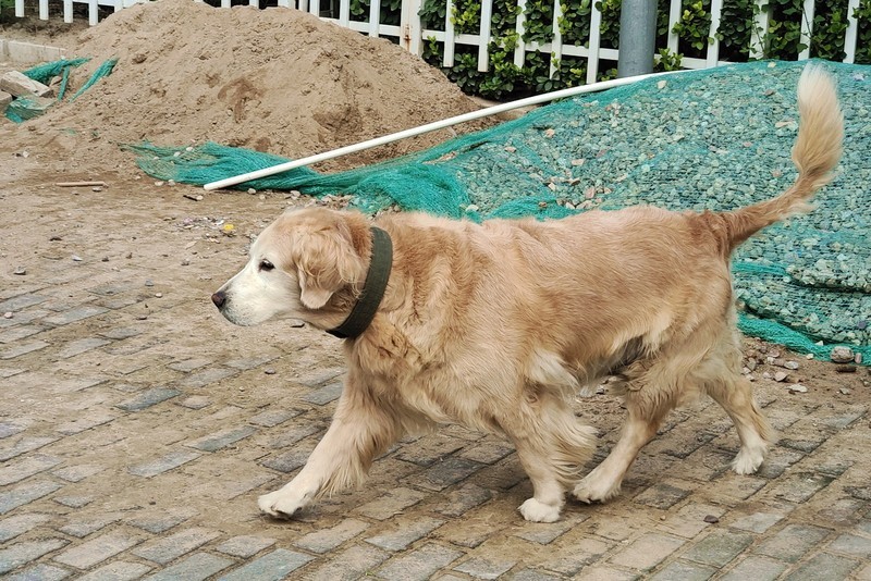 新机拍照一组照片看一下效果。