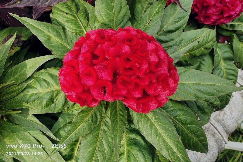 新机拍照一组照片看一下效果。