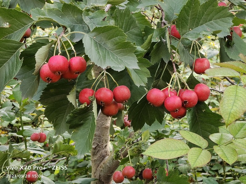 新机拍照一组照片看一下效果。