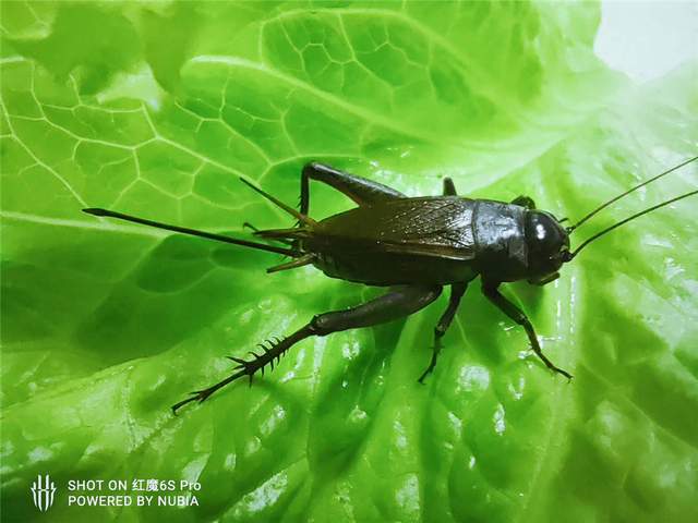 腾讯红魔游戏手机6S Pro“四围”深度测评，俺双手扶墙以示敬意！