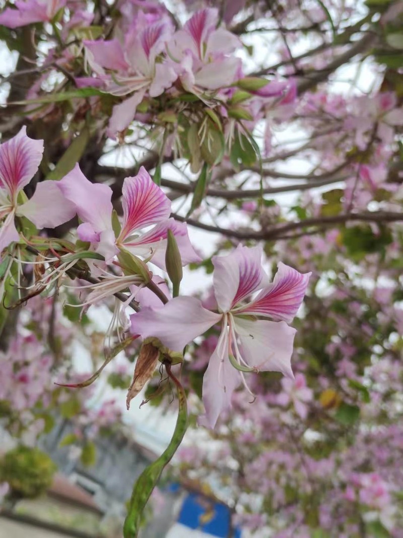 随手拍两张，用了魔法换天，江门潮连