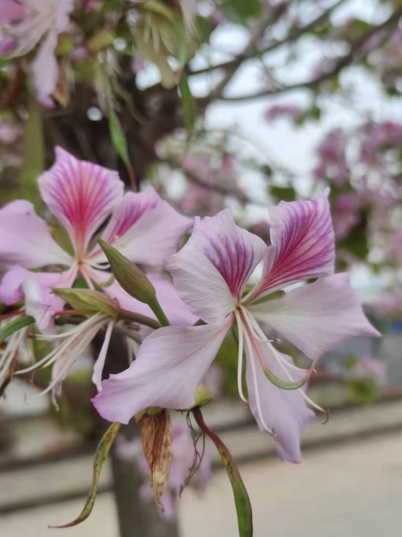 随手拍两张，用了魔法换天，江门潮连