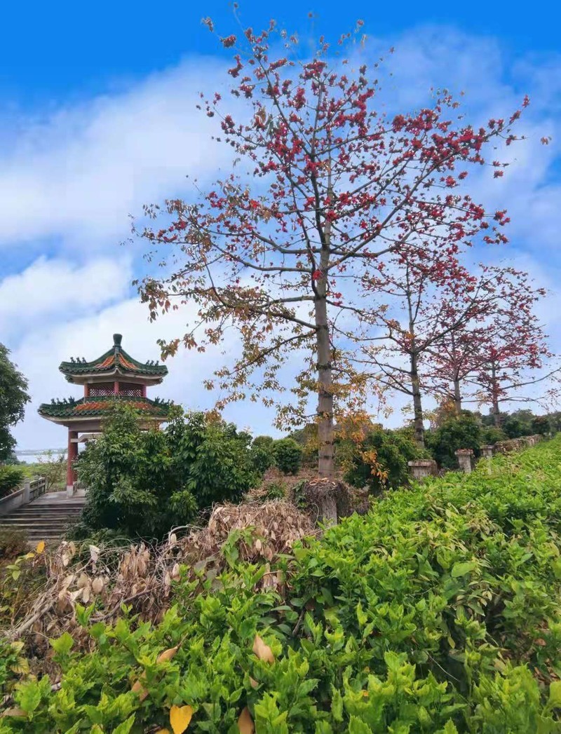 随手拍两张，用了魔法换天，江门潮连