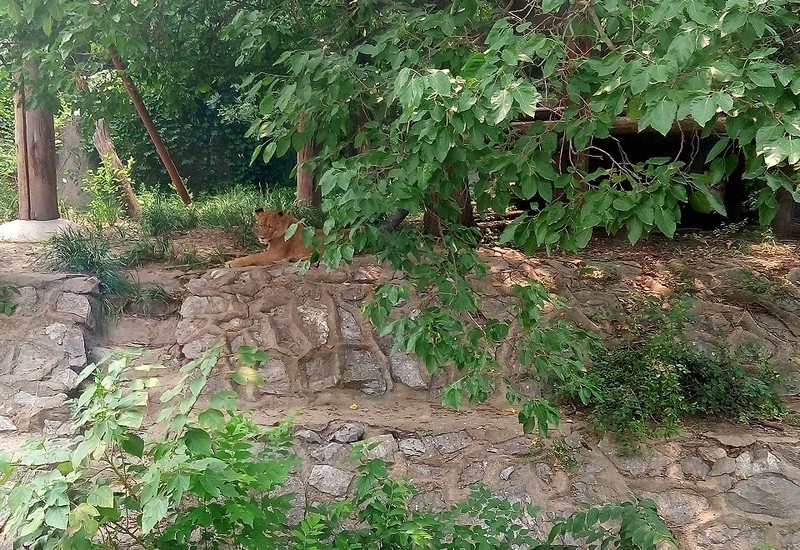 拍得更远更清晰，带着OPPO Reno 10倍变焦版逛动物园