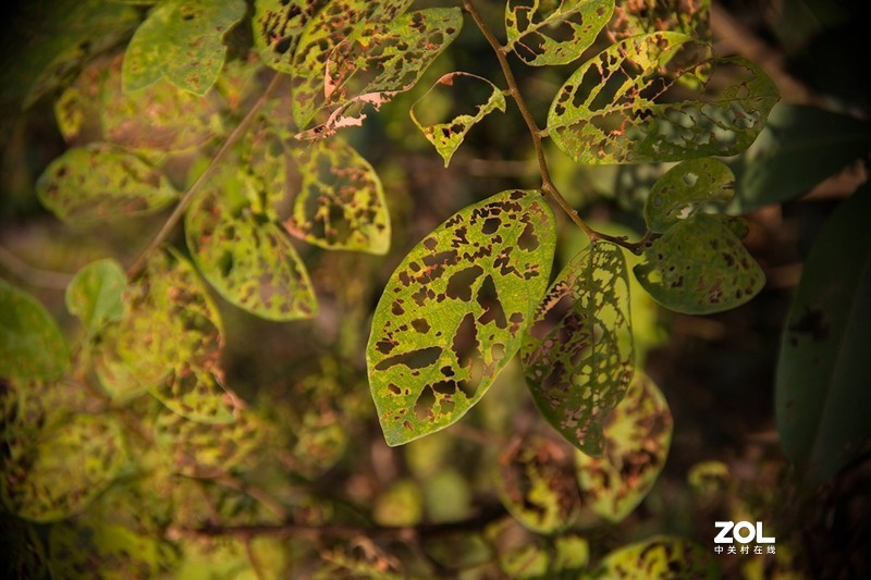 全幅机配 18-200 腾龙A14