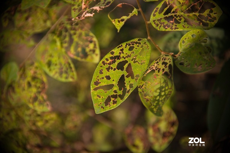 全幅机配 18-200 腾龙A14