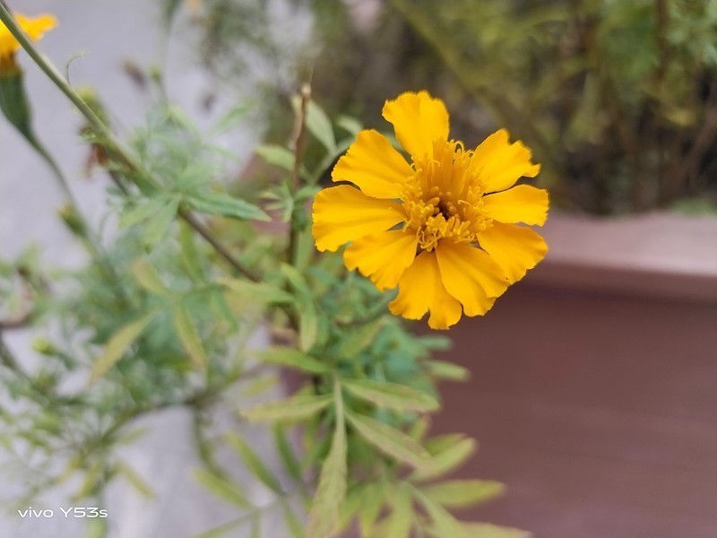 千元机中的颜值担当：vivo Y53s体验