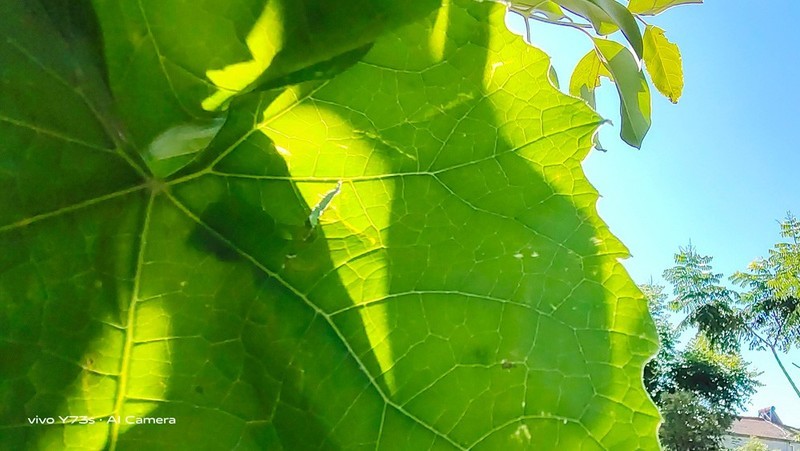别怀疑，不到2000元的vivoY73s拍摄就是这么强