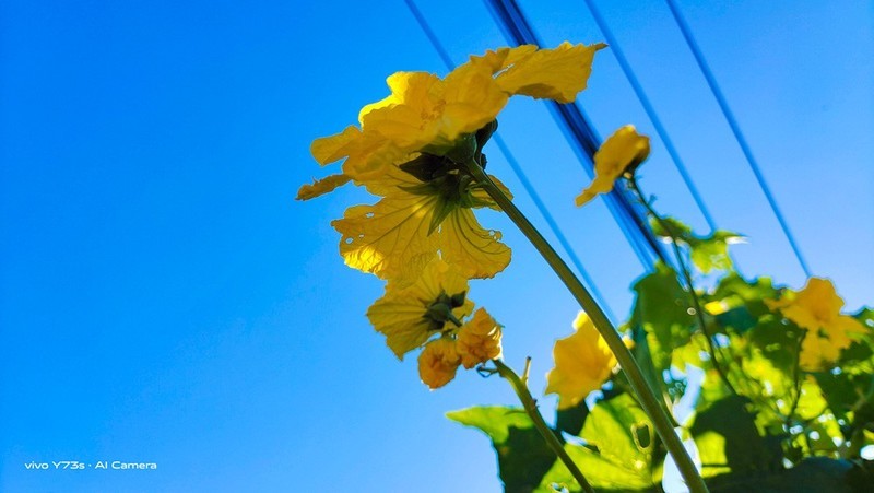 别怀疑，不到2000元的vivoY73s拍摄就是这么强