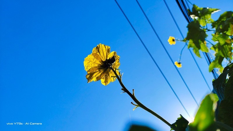 别怀疑，不到2000元的vivoY73s拍摄就是这么强