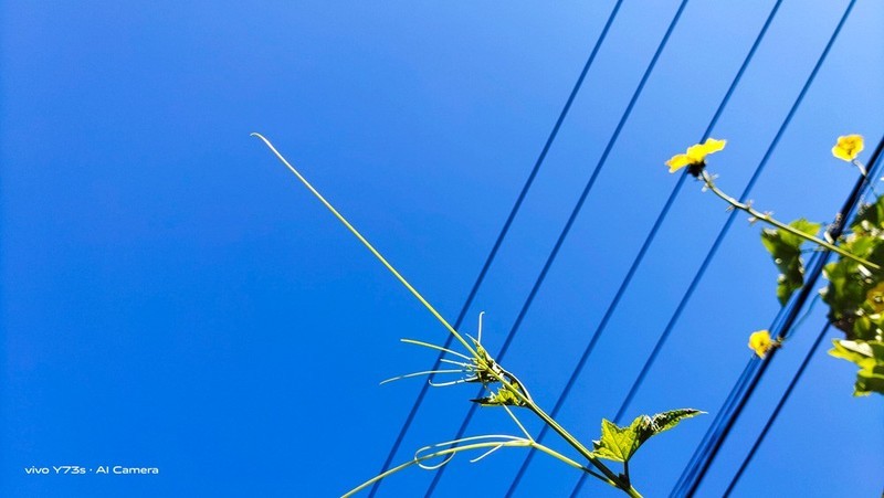 别怀疑，不到2000元的vivoY73s拍摄就是这么强