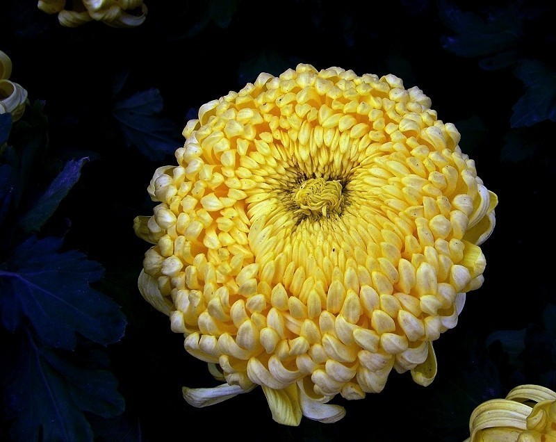 金秋菊展-6
