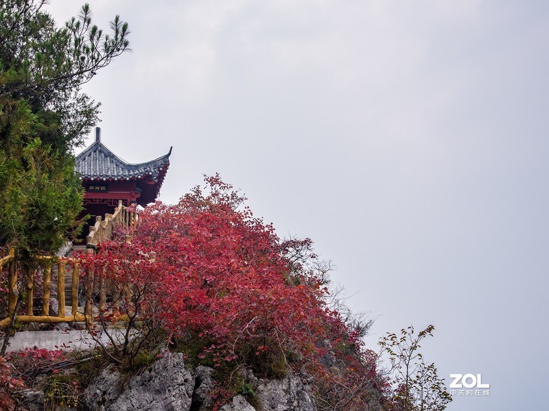 三峡红叶似彩霞