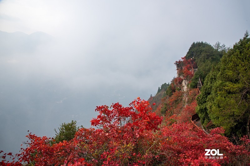 三峡红叶似彩霞
