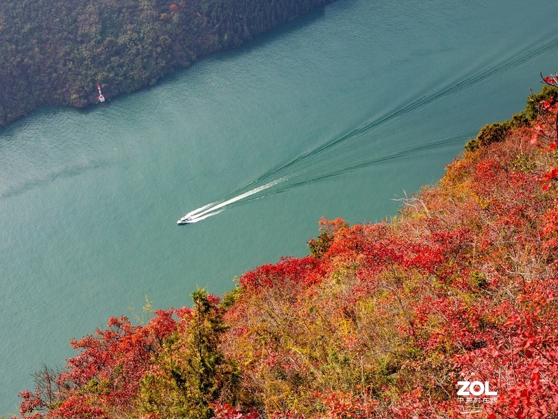 三峡红叶似彩霞