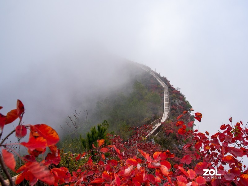 三峡红叶似彩霞