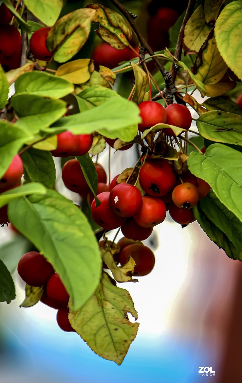 新年祝福版主及各位老友新朋！万事如意！