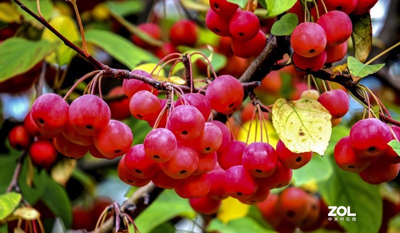 新年祝福版主及各位老友新朋！万事如意！